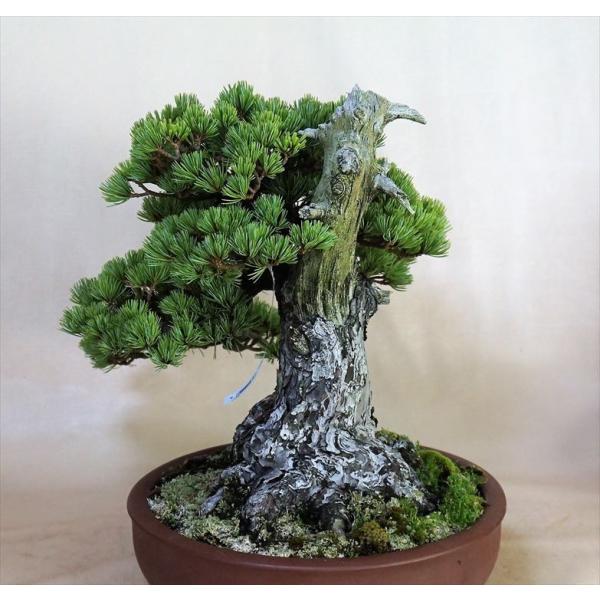 盆栽五葉松 中品盆栽 五葉松 地球宝tikyuuhou Buyee Buyee 提供一站式最全面最專業現地yahoo Japan拍賣代bid代拍代購服務bot Online