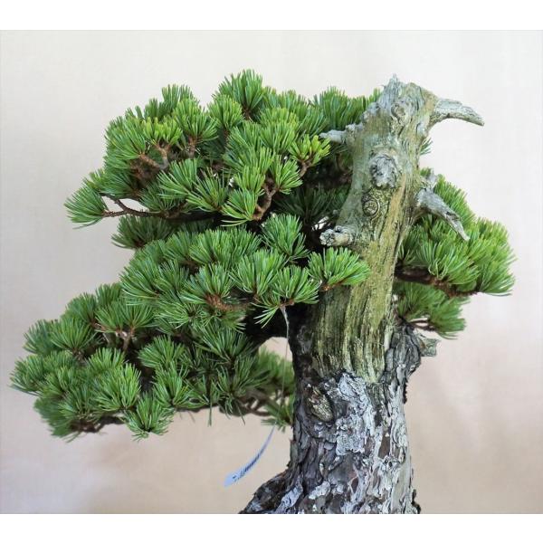 盆栽五葉松 中品盆栽 五葉松 地球宝tikyuuhou Buyee Buyee 提供一站式最全面最專業現地yahoo Japan拍賣代bid代拍代購服務bot Online