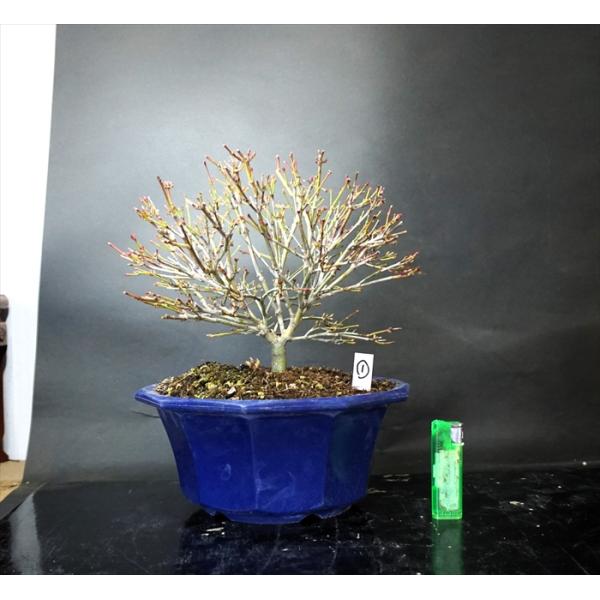 モミジ　鹿島　箒造りです。　　枝ほぐれも良く、これから造っていく素材に最適です！　8号プラ鉢入りです　サイズ全高32・樹高21・幅28ｃｍ