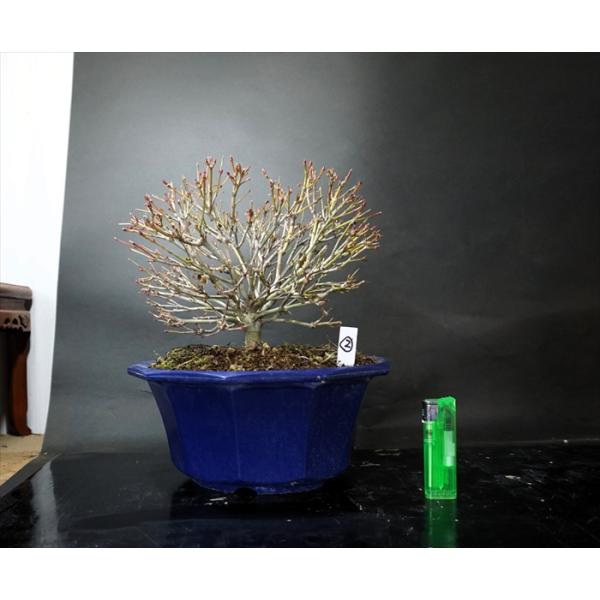 モミジ　鹿島　箒造りです。　　枝ほぐれも良く、これから造っていく素材に最適です！　8号プラ鉢入りです　サイズ全高30・樹高20・幅26ｃｍ