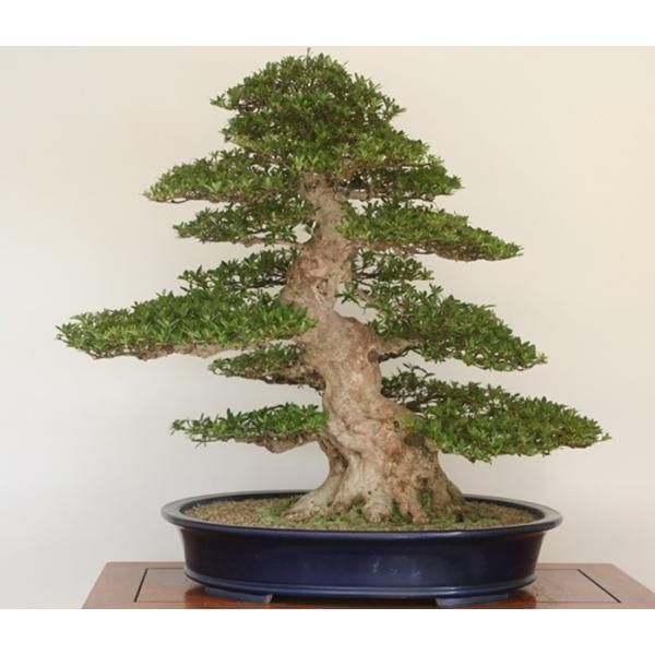bonsai-koukaen_b13