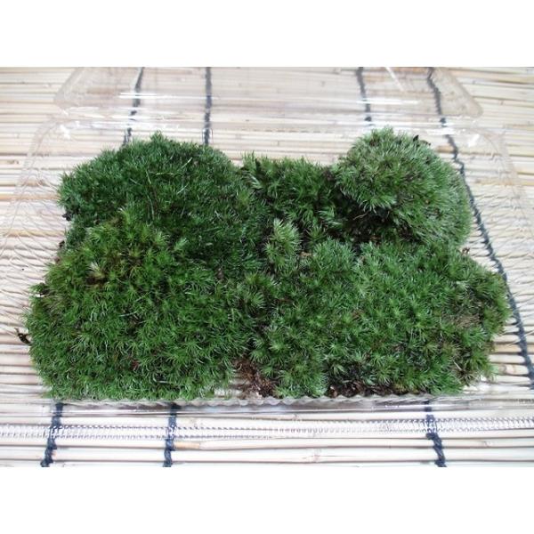 苔 こけ 日光産 天然 山苔 ヤマゴケ 饅頭苔 マンジュウゴケ パック 入り 送料無料 Buyee Buyee 日本の通販商品 オークションの代理入札 代理購入