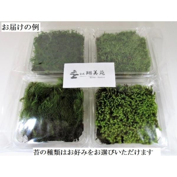 苔盆栽テラリウムの苔選べるこけお好みコケ4種セット 送料無料 Buyee 日本代购平台 产品购物网站大全 Buyee一站式代购bot Online