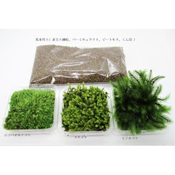 https://item-shopping.c.yimg.jp/i/l/bonsai-shobien_koket003m-01