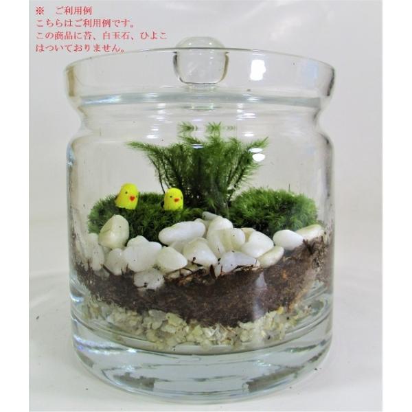 苔テラリウム ガラス容器 蓋付き瓶 ガラスポット L 樹皮培養土 矢作砂付き 送料無料 テラリウム容器 テラリウム 観葉植物 ガラス 瓶 蓋付き Www Arilab Com Tr Index Php