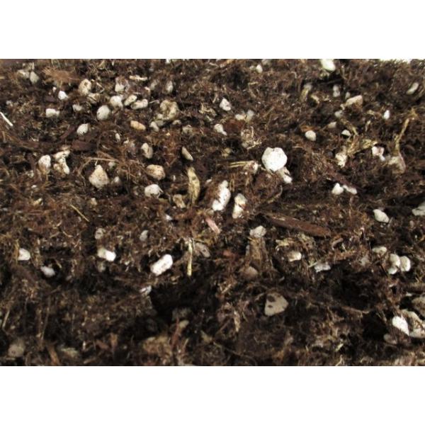 苔玉苔盆栽苔テラリウムの土樹皮培養土 パーライト入り 500ml Buyee Buyee 提供一站式最全面最專業現地yahoo Japan拍賣代bid代拍代購服務