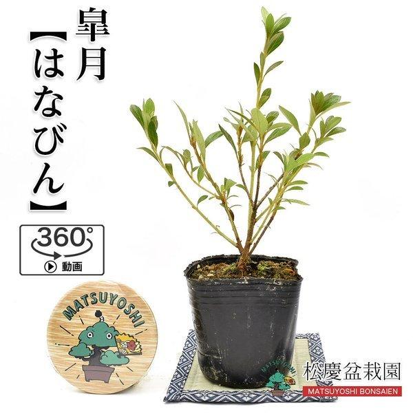 安い盆栽 皐月の通販商品を比較 ショッピング情報のオークファン