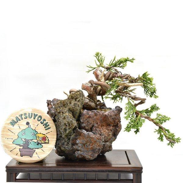 盆栽 真柏 石付き 変わり鉢 小品盆栽 しんぱく 現物販売 Bonsai 1180 松慶盆栽園 ヤフー店 通販 Yahoo ショッピング