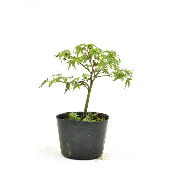 盆栽 清姫もみじ 盆栽用苗木 挿し木素材 対応 Bonsai 販売s 1902 松慶盆栽園 ヤフー店 通販 Yahoo ショッピング