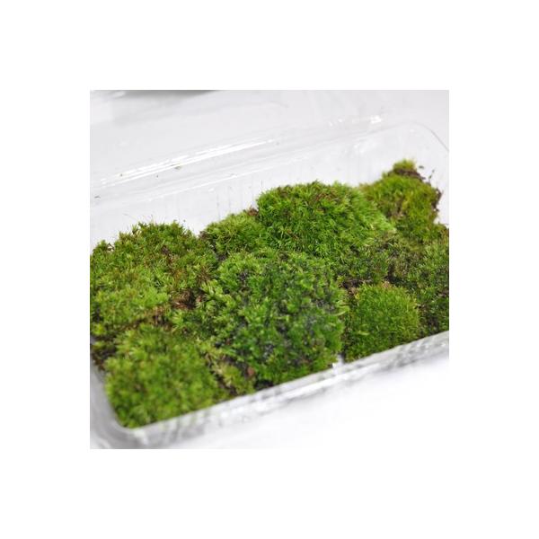 盆栽 苔 コケ 1パック 山苔 盆栽苔 苔玉 苔盆栽 苔テラリウム ビオトープ 化粧苔 Buyee Buyee 日本の通販商品 オークションの代理入札 代理購入