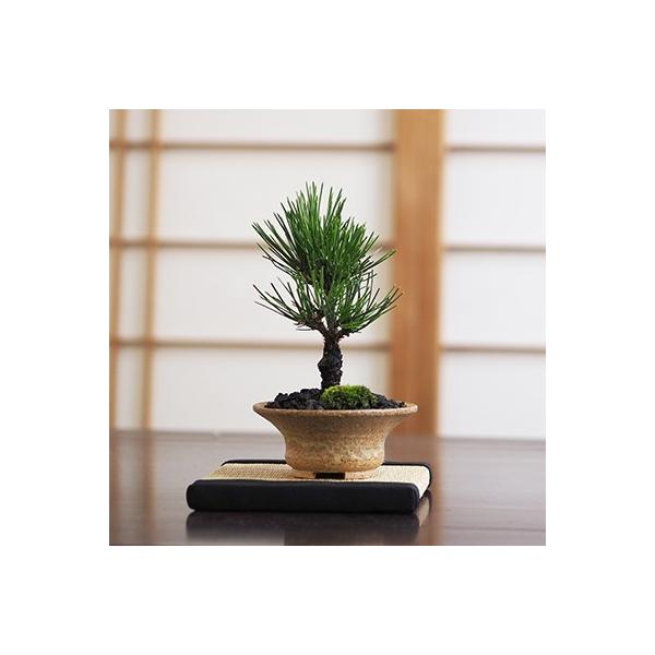 黒松 瑞宝 ミニ盆栽 : 盆栽妙 ヤフー店 - 通販 - Yahoo!ショッピング