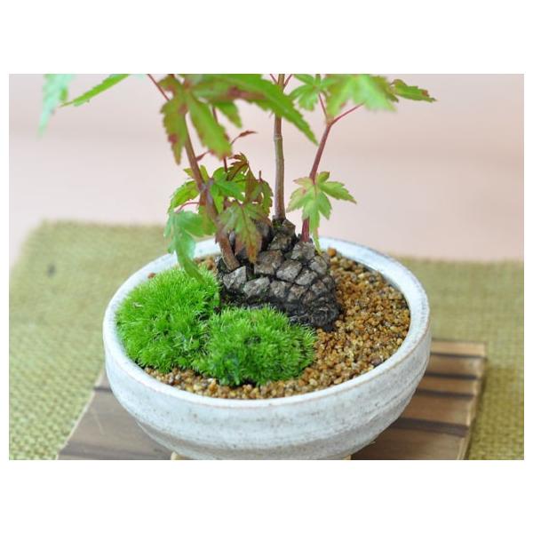 もみぼっくり もみぼっくり 松ぼっくりからはえるモミジがおもしろい盆栽 ギフト 盆栽 開店 お祝い 退職 ラッピング 父の日 敬老の日 誕生日 Buyee Buyee Japanese Proxy Service Buy From Japan Bot Online