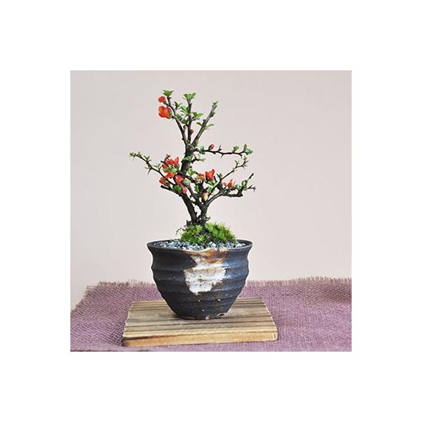 かわいい赤い花を次々とつける四季咲きミニ長寿梅の盆栽。樹齢3年のこれからが楽しみな盆栽です。人気の壺形手作り信楽焼鉢に合わせています。＝無料ギフトラッピングやメッセージカードについて＝●ギフトラッピングやメッセージカードを承ります。　●オリ...