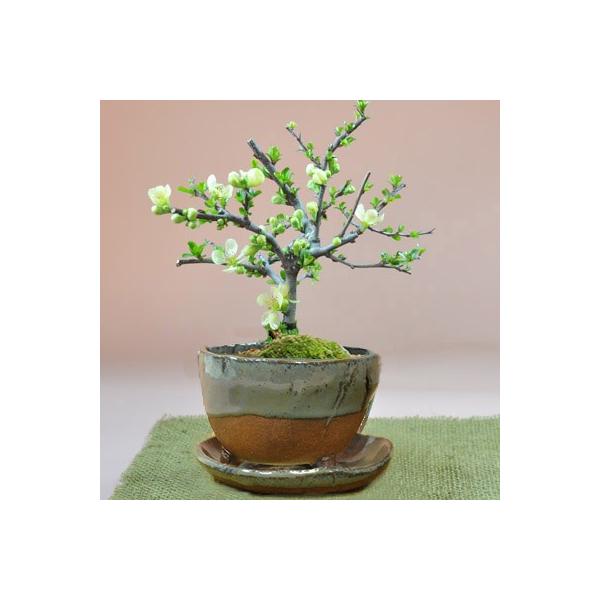 盆栽 即日発送 花 長寿梅 白花 信楽鉢 受け皿付き 人気 ランキング 60代 70代 可愛い 新しい ギフト 鉢植え ボンサイ Buyee Buyee Japanese Proxy Service Buy From Japan Bot Online