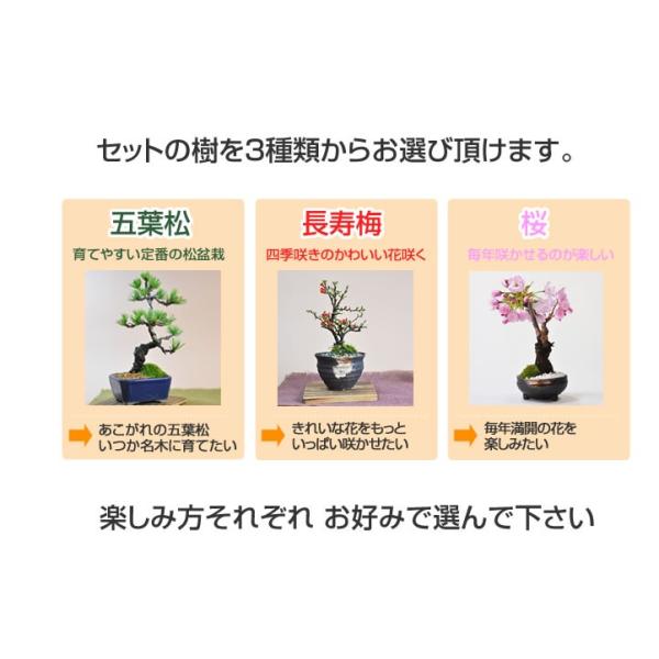 はじめての盆栽セット 長寿梅か五葉松か桜と4点道具セット ミニ盆栽 入門 初心者 これから ギフト 盆栽 開店 お祝い 退職 ラッピング Buyee Buyee 提供一站式最全面最專業現地yahoo Japan拍賣代bid代拍代購服務 Bot Online
