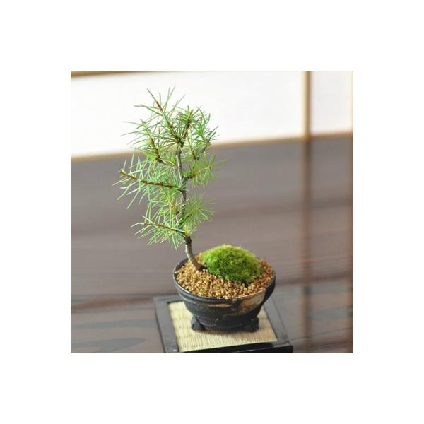 カラマツ落葉する松の盆栽唐松の盆栽ギフト盆栽開店お祝い退職ラッピング父の日敬老の日誕生日 Buyee Buyee 提供一站式最全面最專業現地yahoo Japan拍賣代bid代拍代購服務