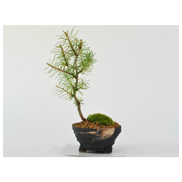 カラマツ落葉する松の盆栽唐松の盆栽ギフト盆栽開店お祝い退職ラッピング父の日敬老の日誕生日 Buyee Buyee 提供一站式最全面最專業現地yahoo Japan拍賣代bid代拍代購服務