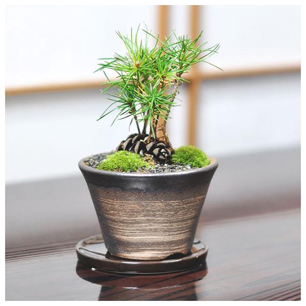 ご注文商品　やすの松ぼっくり fit=scale-down,w=1200