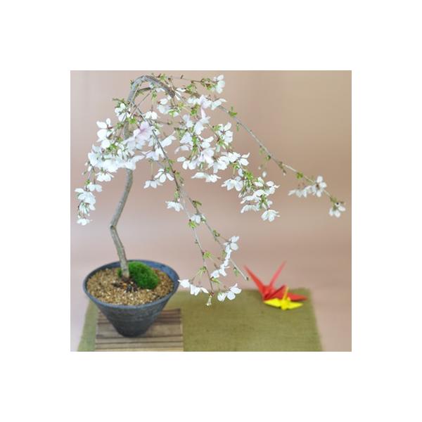 しだれ桜 盆栽 植木の人気商品 通販 価格比較 価格 Com