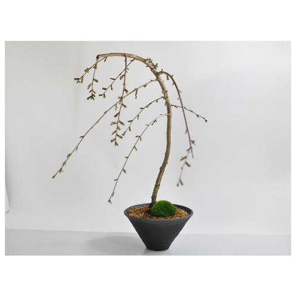 しだれ桜 盆栽 桜 しだれ桜の盆栽 サクラのシャワーを浴びたい方へ 枝垂れ桜 ギフト 盆栽 開店 お祝い 退職 ラッピング 父の日 敬老の日 誕生日 Buyee Buyee Japanese Proxy Service Buy From Japan Bot Online