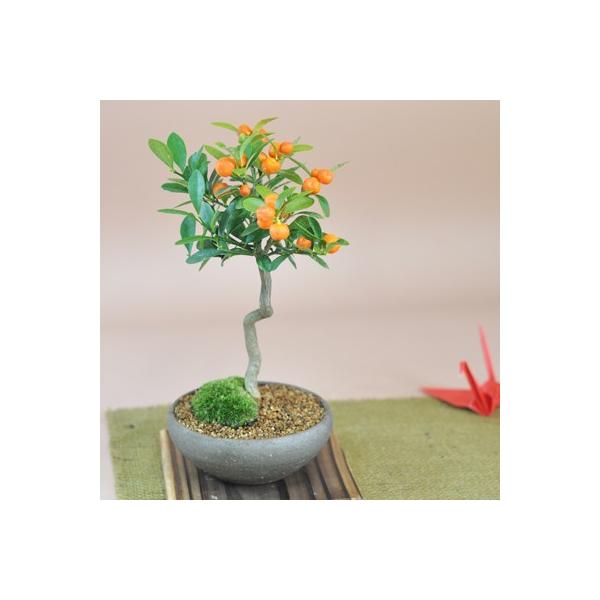 小品盆栽キンズ 楽天市場】【 キンズ / 金豆 】 将来性抜群の素材 小品盆栽（いよじ園