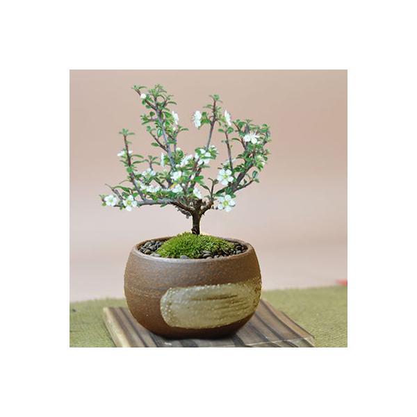 白四手（シロシデ）盆栽 SS003 盆栽創 / 金四手（カナシデ）盆栽 SS002