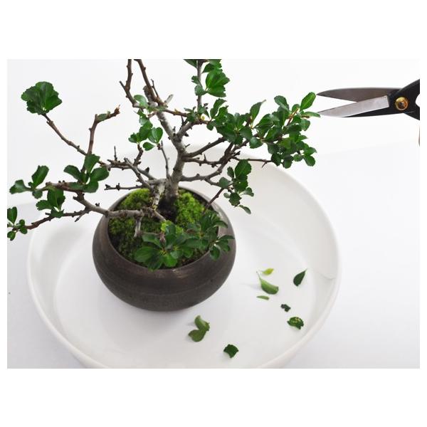 盆栽道具はじめてセット はじめての盆栽これだけあれば大丈夫 Buyee Buyee Japanese Proxy Service Buy From Japan Bot Online