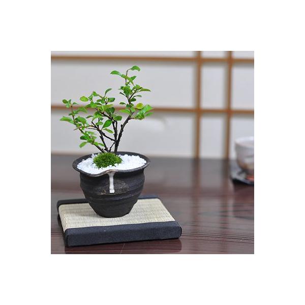 小さくてもしっかりと花を咲かせるミニ長寿梅の盆栽。四季咲きで3月と9月に多く花を咲かせます。丈夫な樹種なので、初心者の方にもおすすめです。長寿という名前もあって贈り物に喜ばれる縁起の良い盆栽です。取扱い説明書と肥料が付属しますので初めての盆...