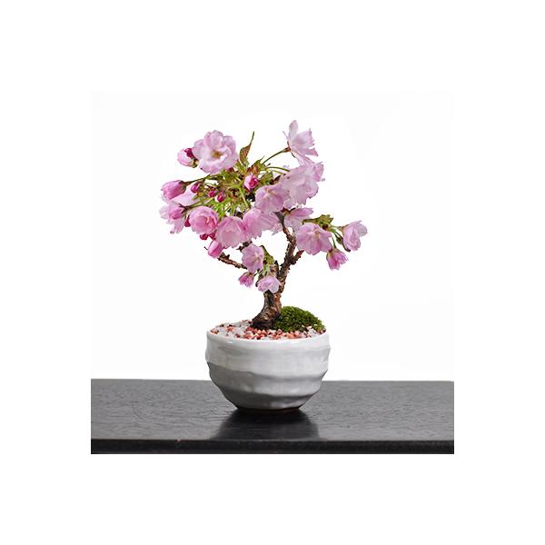 日本人にとって特別な花「桜」。小ぶりな樹ですが、枝いっぱいに花を咲かせて見応え十分です。盆栽の楽しみのひとつである「育てる成長する」が一番体感しやすいのが桜盆栽。夏はしっかりと枝や葉を茂らせ、冬に落葉し、花芽が暖かくなるにつれて大きくなり満...