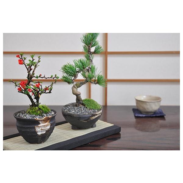 ご両親や結婚する二人への贈り物、敬老の日に祖父母に。縁起の良い樹のペアセット。二人が毎日笑顔で仲良くいられるように。    毎日のお世話が楽しい五葉松と長寿梅のペアセットです。    お揃いの鉢で花と松が鑑賞できる。もちろんご自宅用でもお楽...