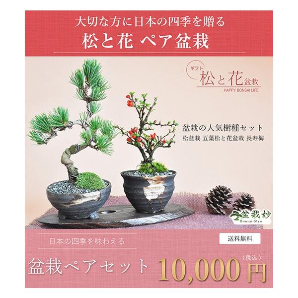 盆栽 ペアギフト 父母 花 松 ペアセット 長寿梅 五葉松 鉢植え プレゼント Buyee Buyee 日本の通販商品 オークションの代理入札 代理購入