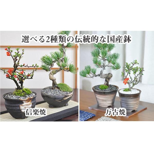 盆栽 ペアギフト 父母 花 松 ペアセット 長寿梅 五葉松 鉢植え プレゼント Buyee Buyee 日本の通販商品 オークションの代理入札 代理購入