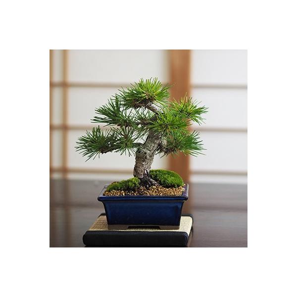 小品盆栽 四国黒松 盆栽 ミニ盆栽 鉢植 : 盆栽妙 ヤフー店