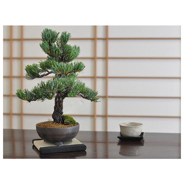 盆栽 鬼無 ブランド 五葉松 松 上品な趣と情緒あふれるたたずまい 盆景