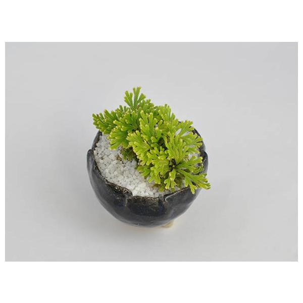 植木 盆栽 イワヒバの人気商品 通販 価格比較 価格 Com