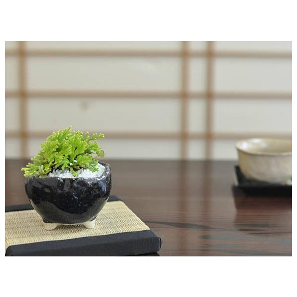 盆栽 イワヒバ 岩檜葉 ミニ盆栽 ミニ いわひば イワヒバ 草ギフト 敬老の日 Buyee 日本代购平台 产品购物网站大全 Buyee一站式代购 Bot Online