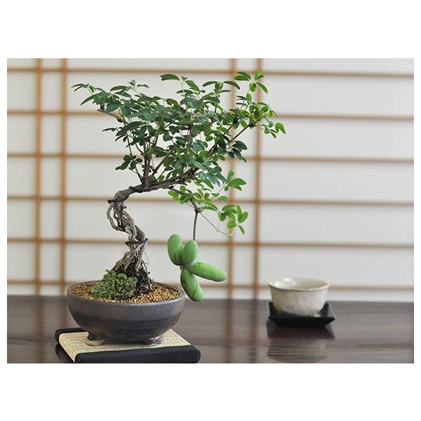 五葉アケビ ミニ盆栽 白花あけび Amazon.co.jp: 花芽付き！白花五葉アケビの鉢植え盆栽（根上がり