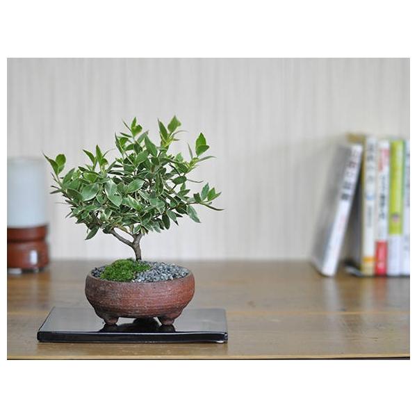 植木 盆栽 ギンバイカ」の人気商品一覧・価格比較 - 価格.com