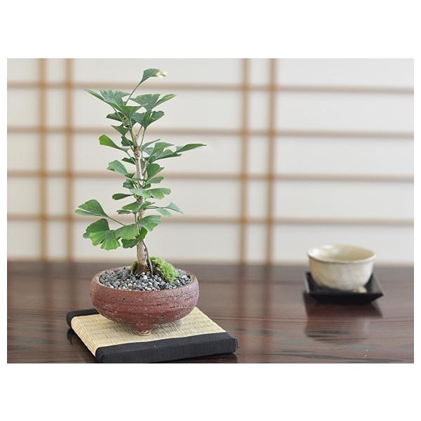 イチョウ 銀杏 盆栽 ミニ盆栽 鉢植 : 盆栽妙 ヤフー店 - 通販 - Yahoo