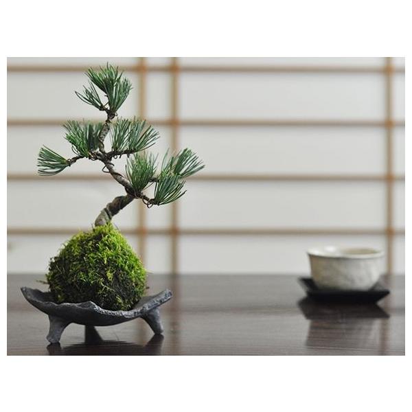 【原画（額縁無し）】『ボンサイ様』（盆栽　苔　植物　五穀豊穣　お米） Amazon.co.jp: 原画（額縁無し）『ボンサイ様』（盆栽 苔 植物