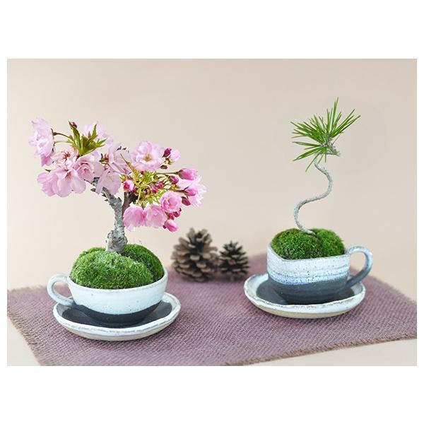 ミニ 盆栽 セットの人気商品 通販 価格比較 価格 Com