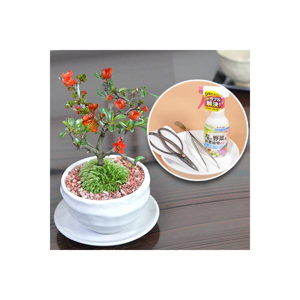ミニ 盆栽 セットの人気商品 通販 価格比較 価格 Com