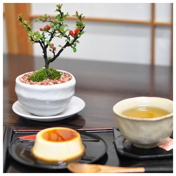 花盆栽 盆栽 スイーツ 盆栽 菓子セット ミニ盆栽 鉢植え 長寿梅