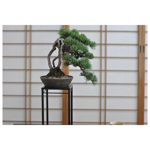 盆栽 根上り 懸崖 五葉松 一級品 ミニ盆栽 bonsai ぼんさい ごようまつ