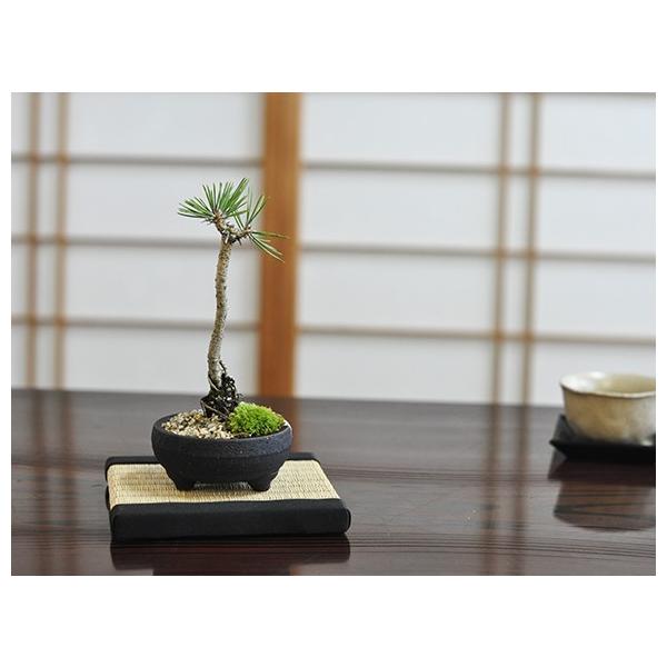 盆栽 奇跡の一本松 ミニ盆栽 bonsai ぼんさい 黒松 初心者 入門 ギフト