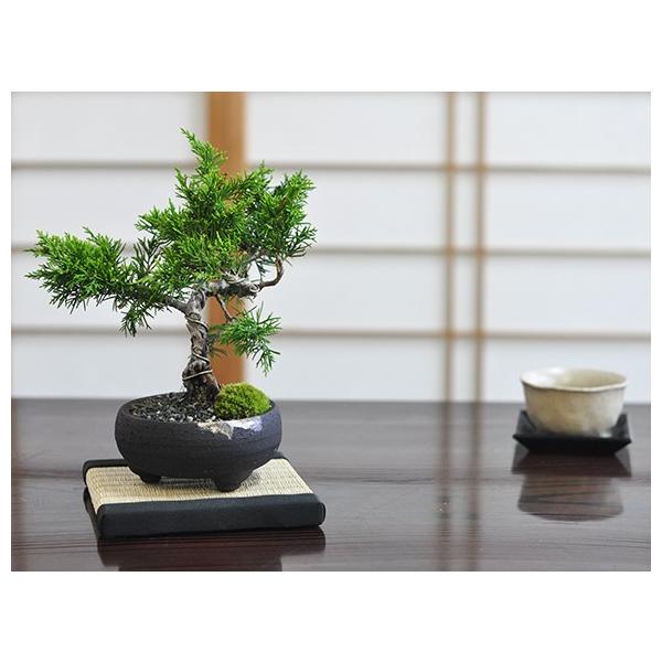 盆栽 ミニ真柏 ミニ盆栽 bonsai ぼんさい しんぱく 初心者 入門