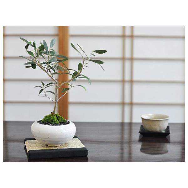 盆栽 オリーブ ミニ盆栽 bonsai ぼんさい おりーぶ 初心者 入門 ギフト