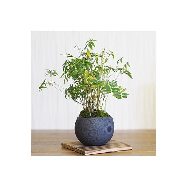 bonsaimyo_50300a2203