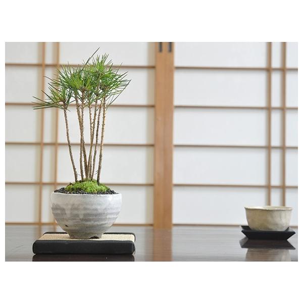 黒松の寄せ植え 盆栽 ミニ盆栽 鉢植 : 盆栽妙 ヤフー店 - 通販 - Yahoo