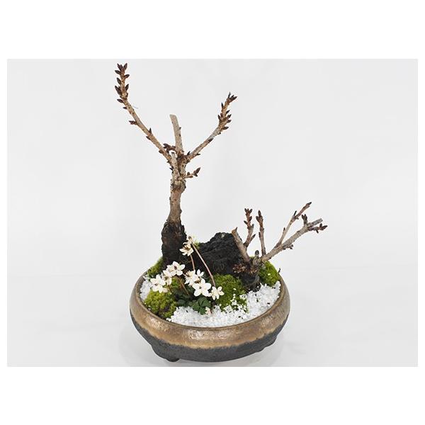 盆栽 桜の寄せ植え 大小の桜に小さいバイカオウレンがかわいい桜の公園風 盆栽 陶器鉢6号 ギフト かわいい おしゃれ 初心者 贈り物 さくら Buyee Buyee Japanese Proxy Service Buy From Japan Bot Online